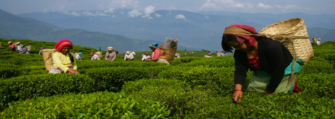 Plucking the Darjeeling Tea