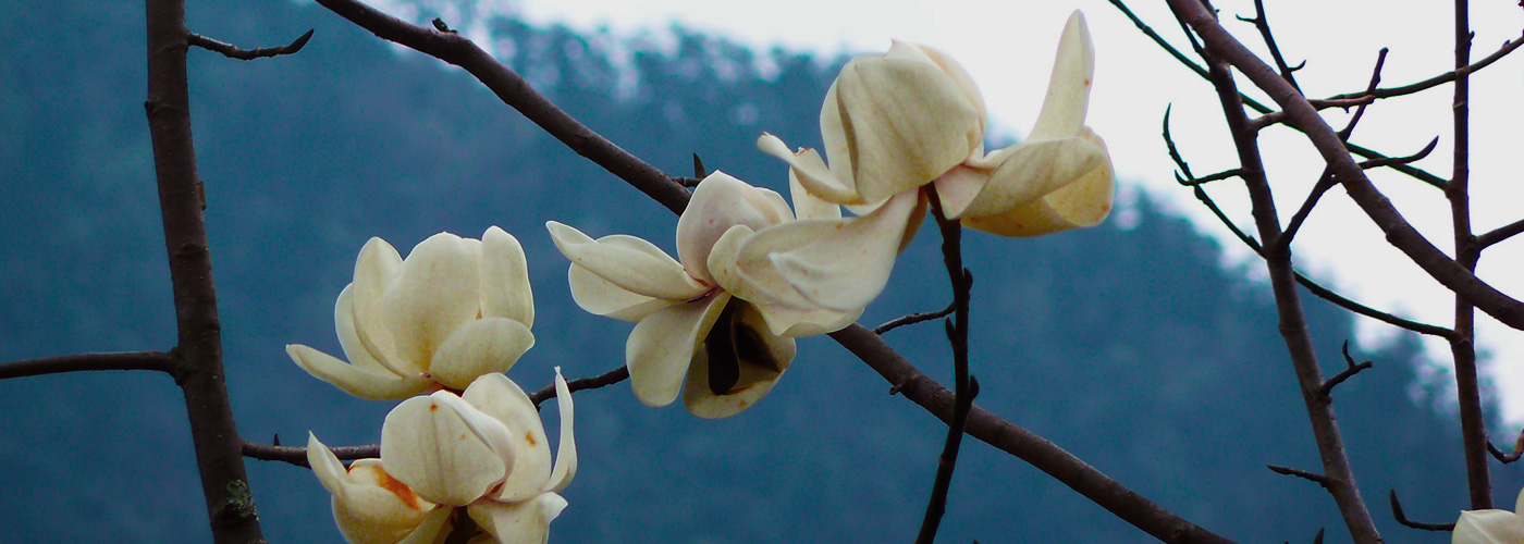 Flowers blooming on the roadside