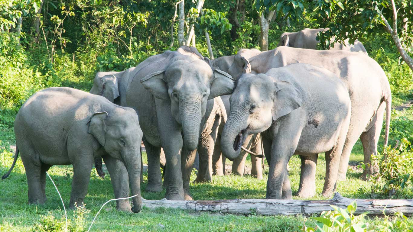 Elephants inside Buxa forest