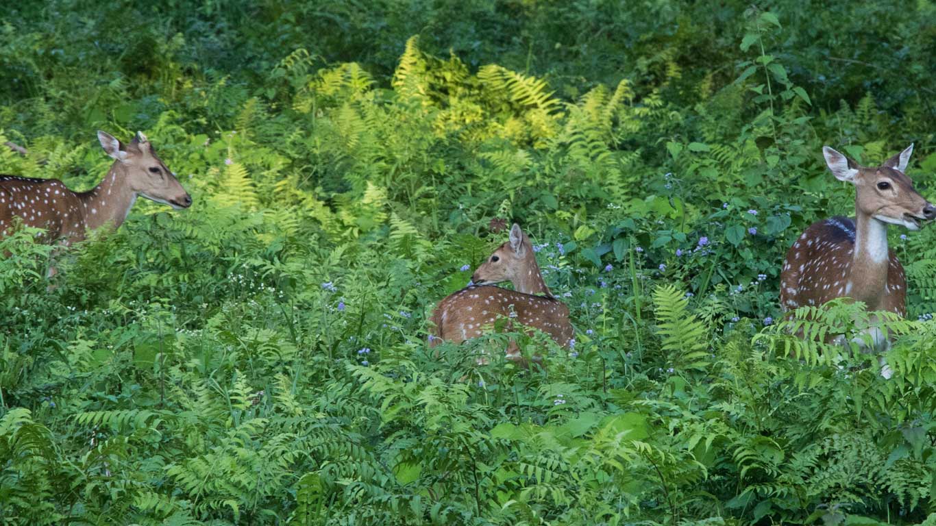 Spotted Dear inside Buxa forest