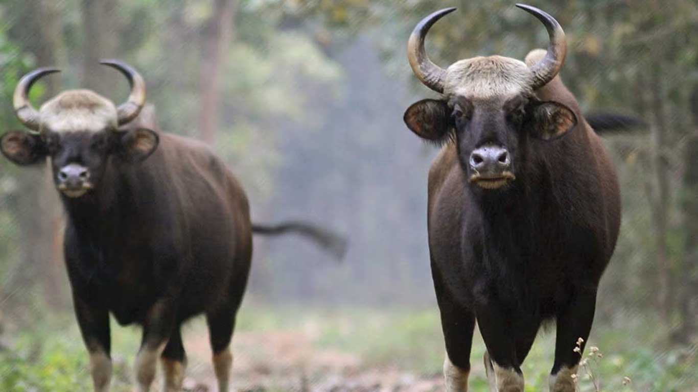 Gaur in Gorumara