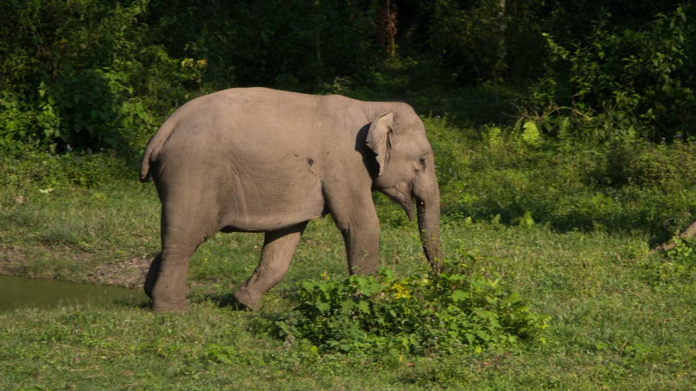 Elephant in Gorumara