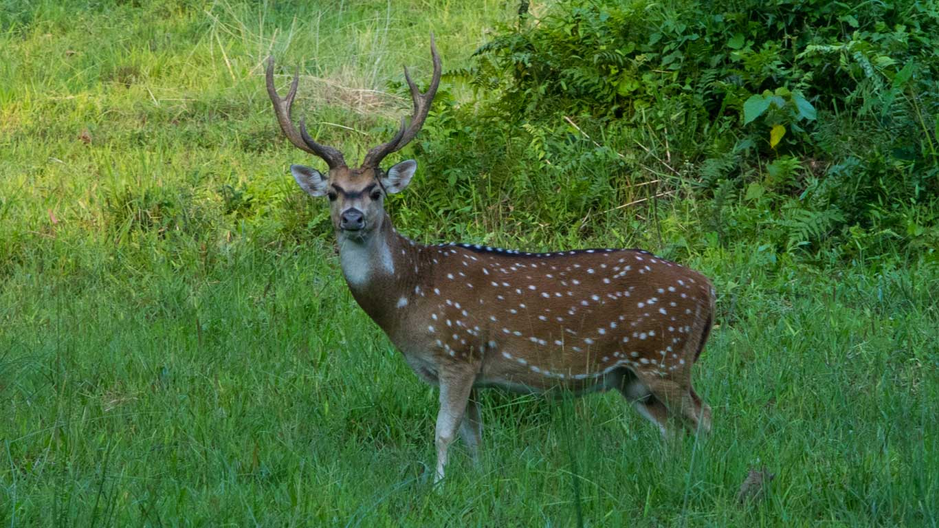 Deer in Gorumara