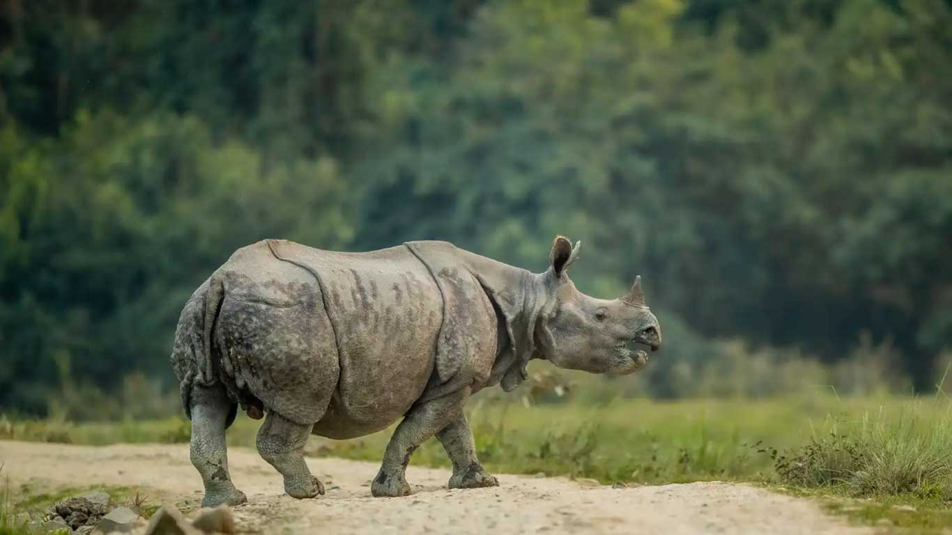 The one horned Rhino