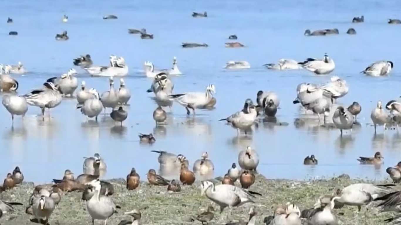 Birds of Kaziranga