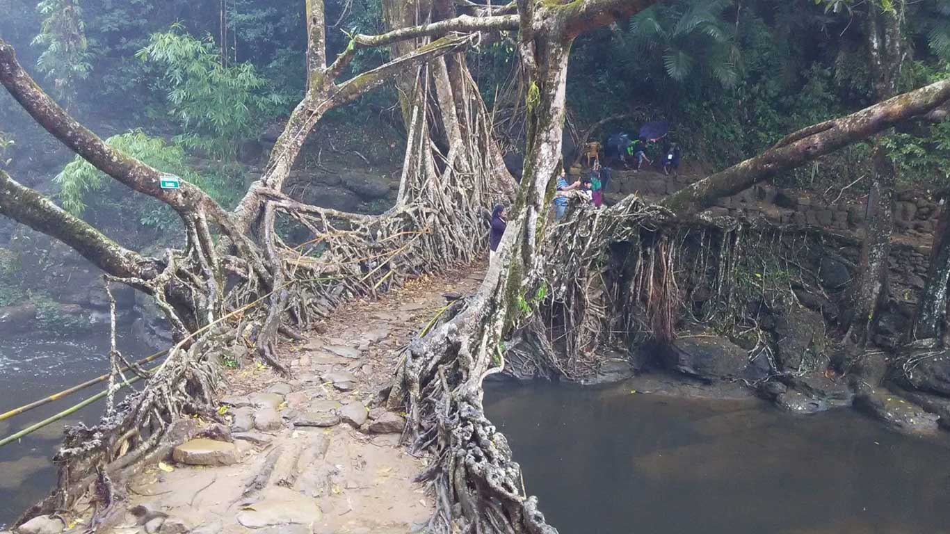 Living Root Bridge