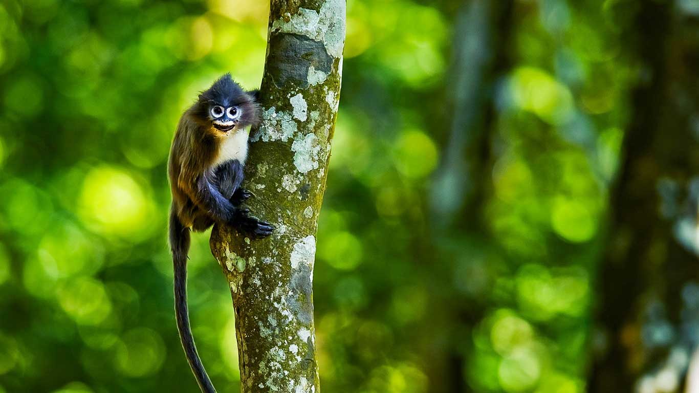 Phayre langur at Sepahijala