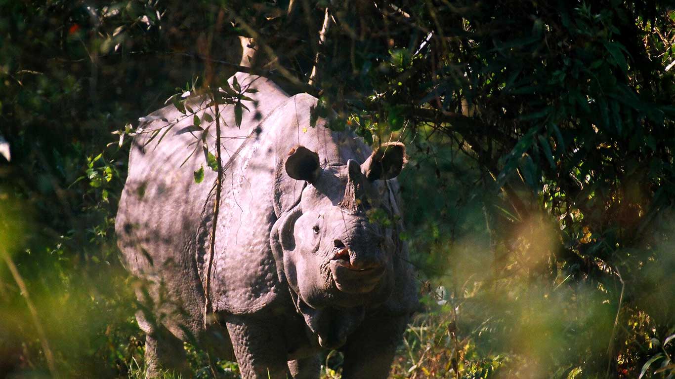 Jaldapara Rhino