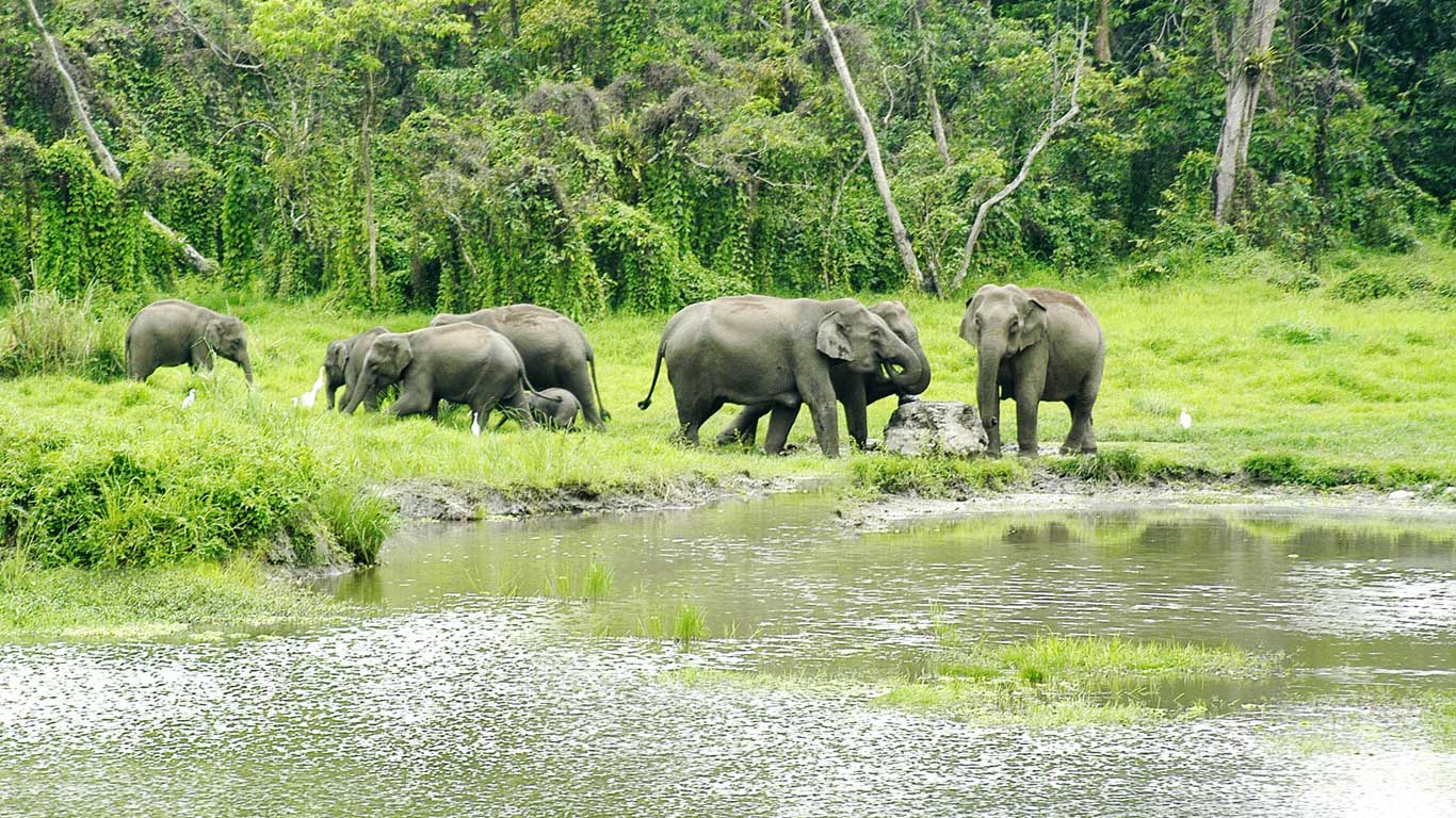 Jaldapara Elephant