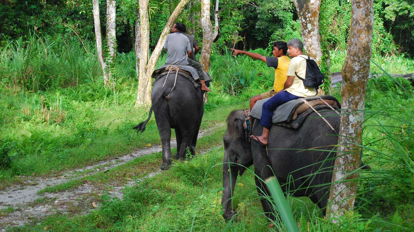 Jaldapara Elephant Ride